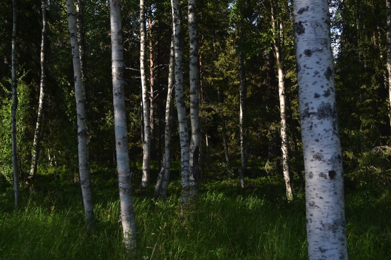 Birch forest, Pyhä-Luosto National Park